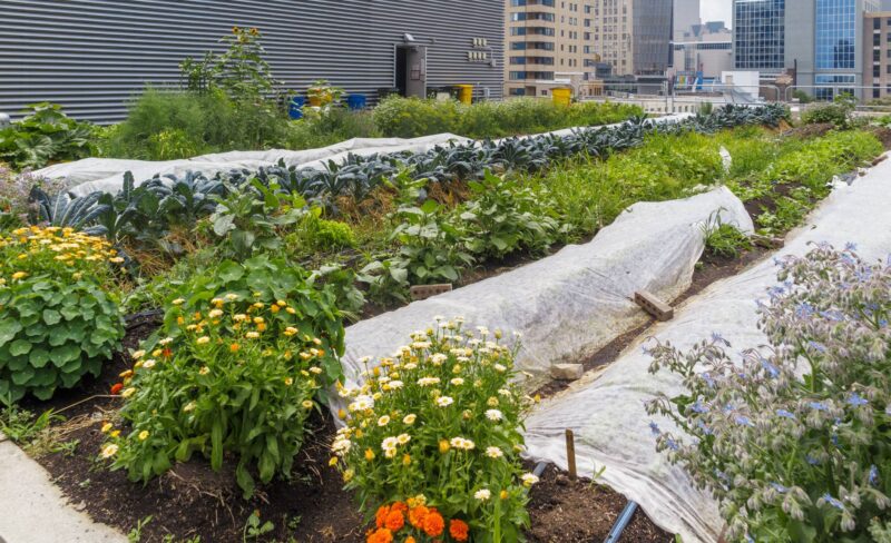 City Farmers: Protect Your Garden From Deer, Rabbits, Moles and Other Critters